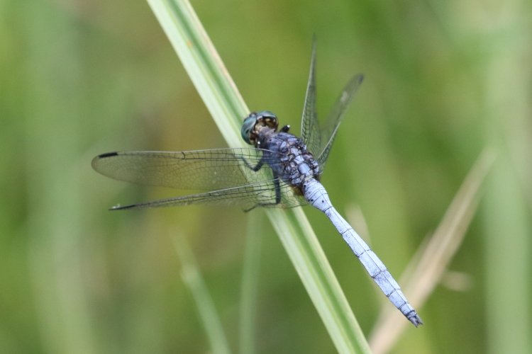 Orthetrum julia (Julia Skimmer) male 3.JPG